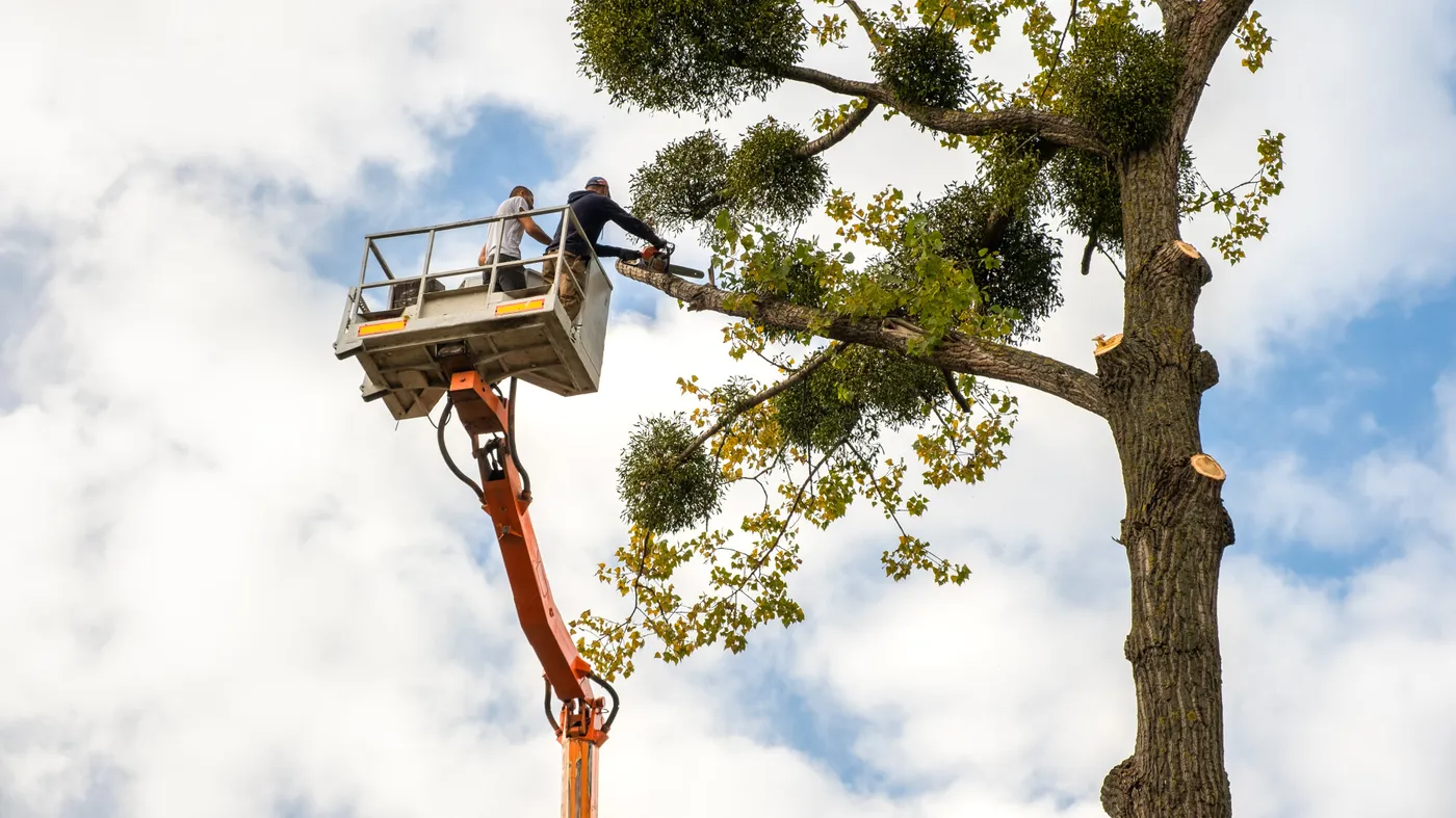 Entreprise d'Elagage d'arbre à Mougins (06)